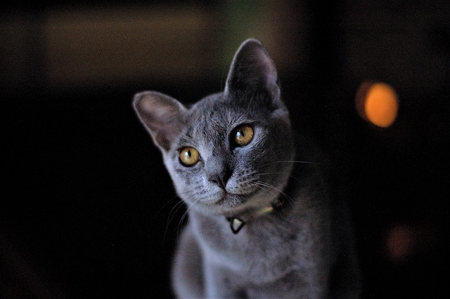 race de chat plus disciplinée