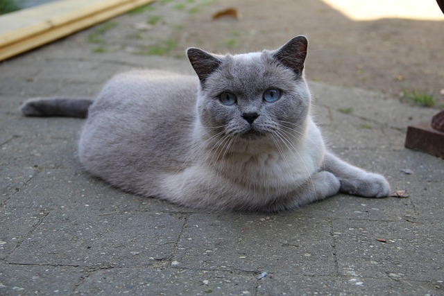 race de chat lâche pas leur maître d'une semelle