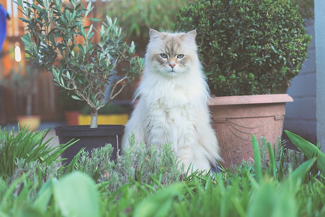race de chat tient pas en place