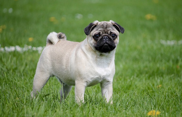 races chien aiment pas les bains