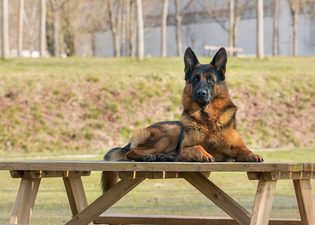 race de chien aime pas inconnus