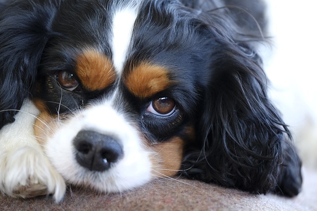 rac chien plus besoin affection
