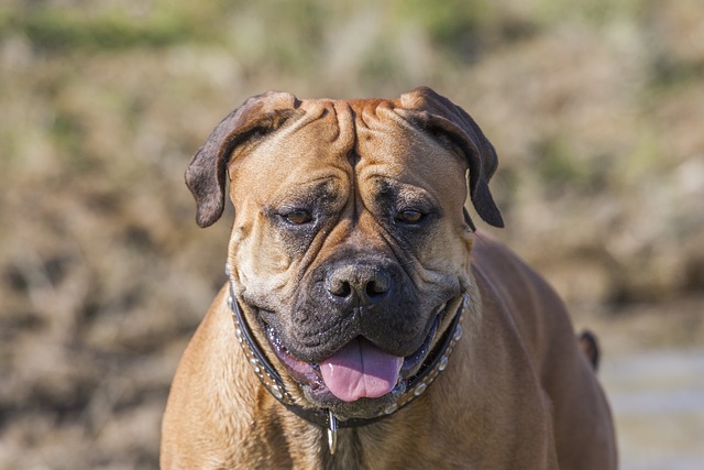 race chien bouge pas une oreille