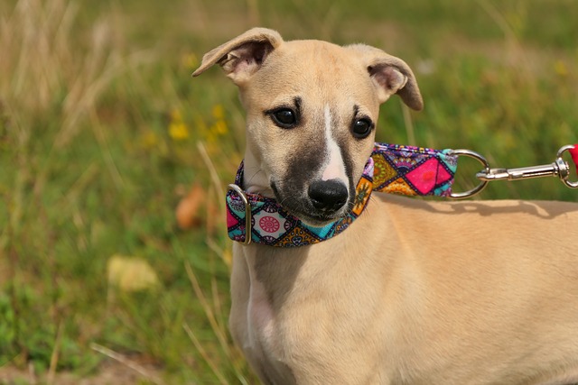 race de chien vraies boules d’amour