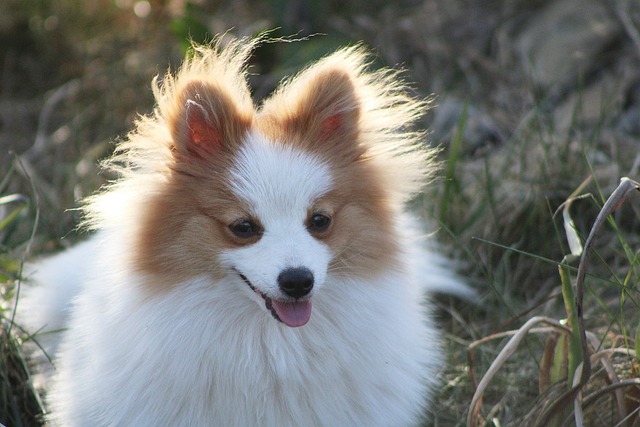 race de chien énervante