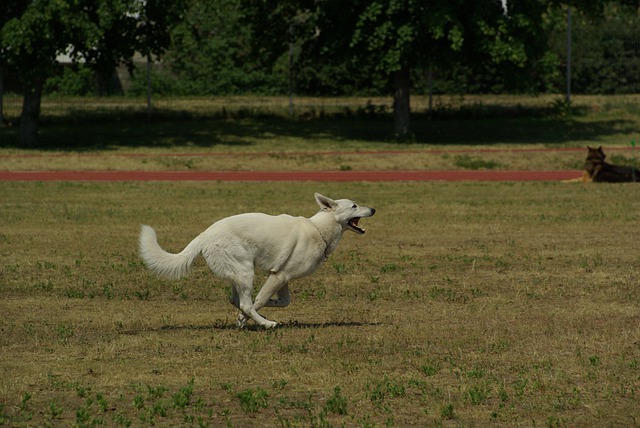 race de chien randonnée