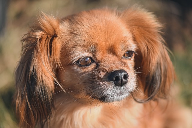 race de chien télétravail