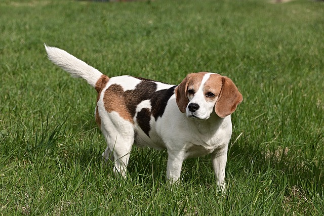 races chien les plus adorables