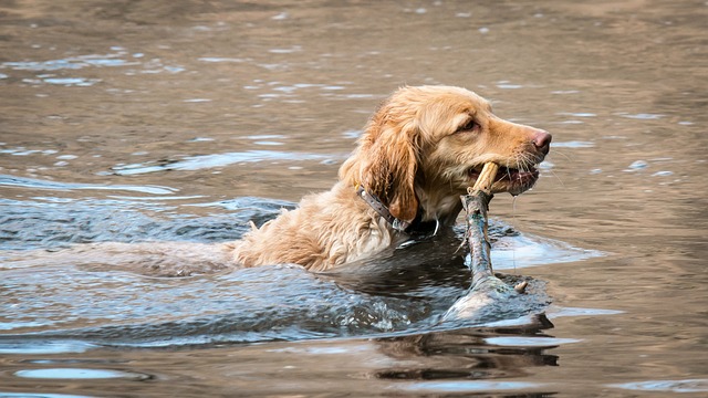 races de chien adorent eau