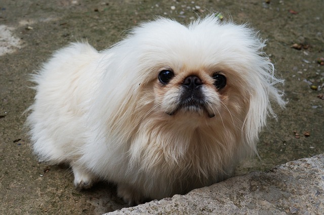 races de chien aiment pas inconnus