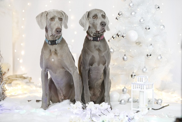 races de chien attachantes