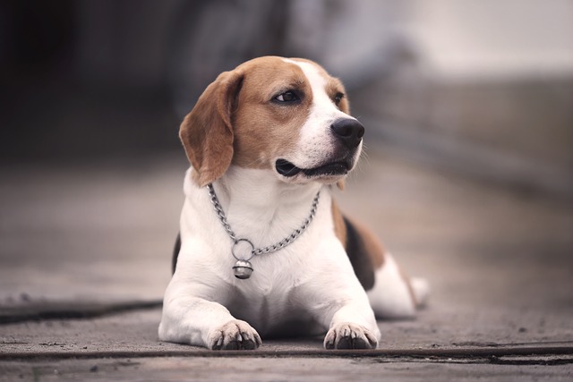 races de chien Beagle