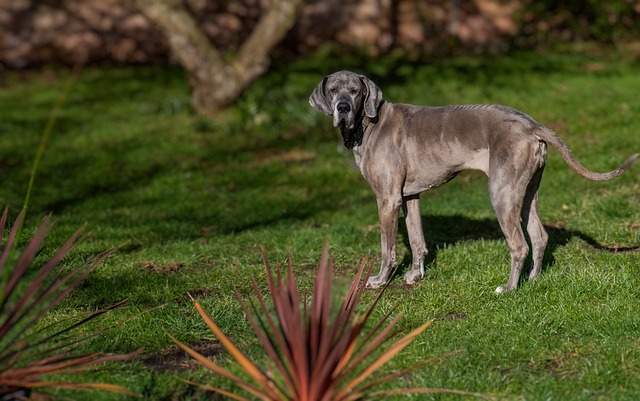 races chien bougent pas une oreille