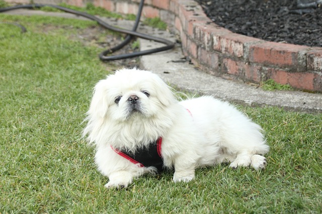 races chien cohabitation sera difficile