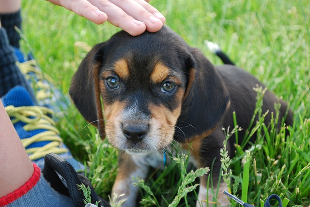 races de chien plus collantes