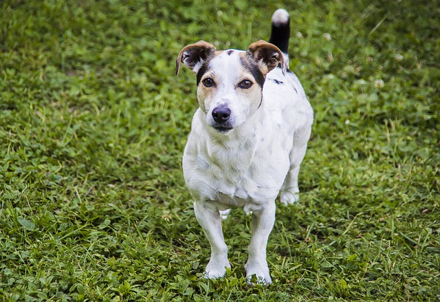 races de chien plus agaçantes