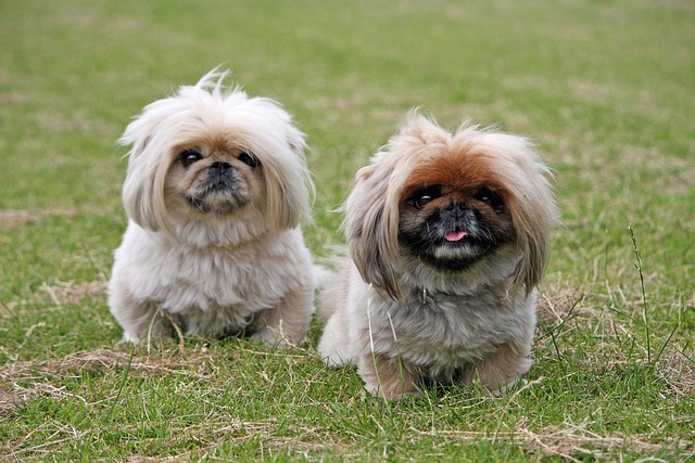 races de chien nerfs à l’épreuve