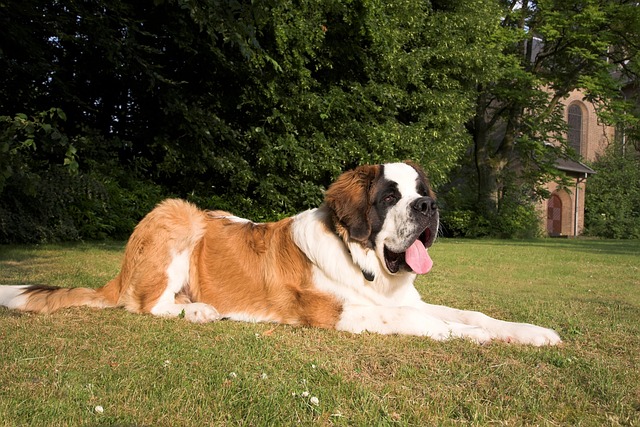 races de chien pas peur loups