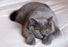 5 Races De Chats De Petites Tailles