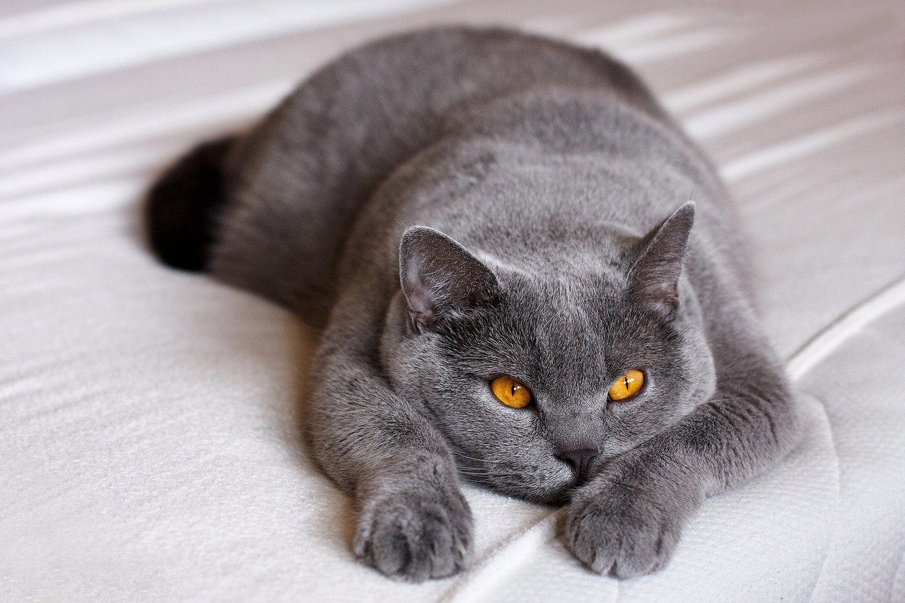 races de chat qui adorent les câlins