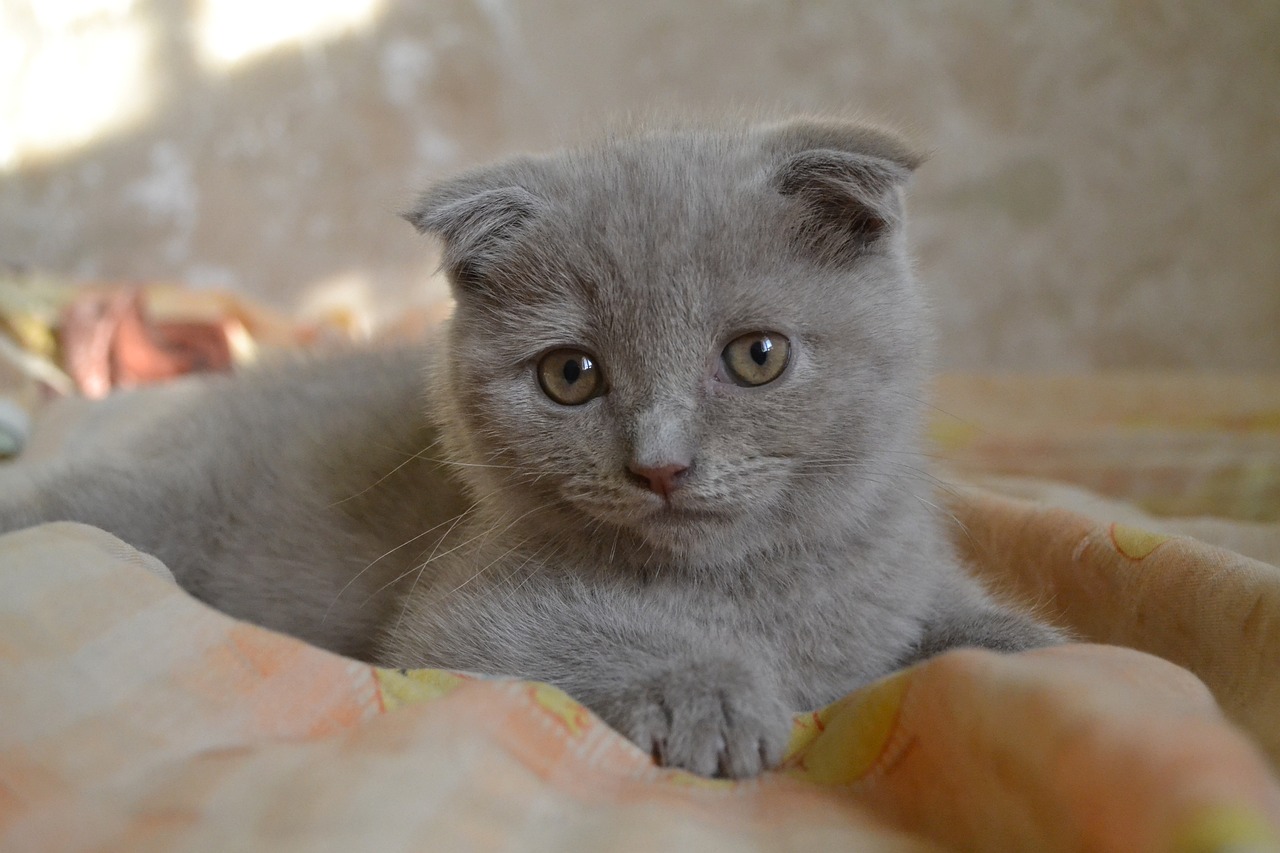 races de chat les plus équilibrées