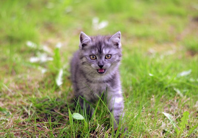 4 races de chat qui sont hyperactives