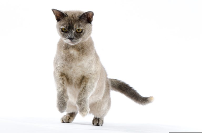 4 races de chat qui sont les plus imprévisibles