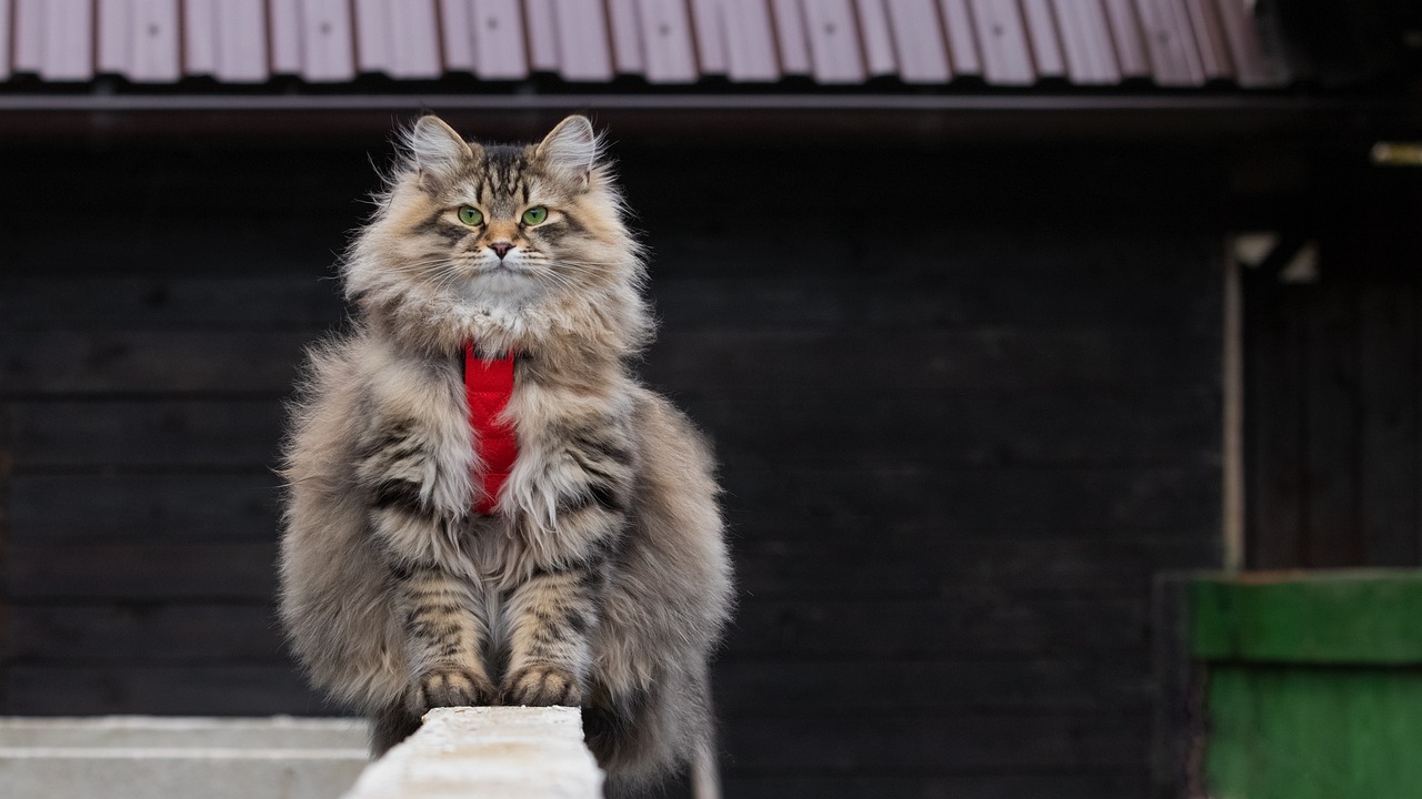 races de chat tiennent pas en place