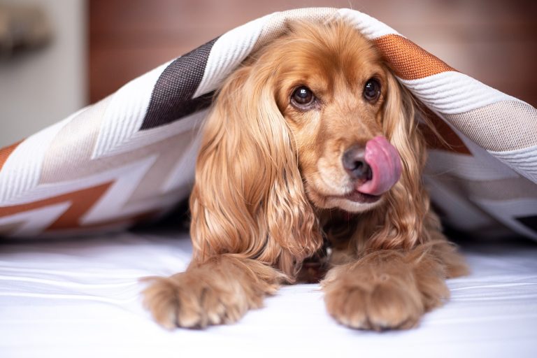 4 races de chien qui n’acceptent pas le changement