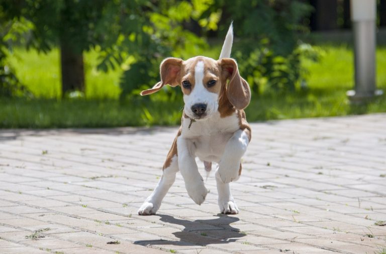 4 races de chien qui sont les plus adorables au monde