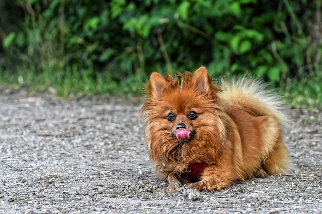 races de chien agaçantes