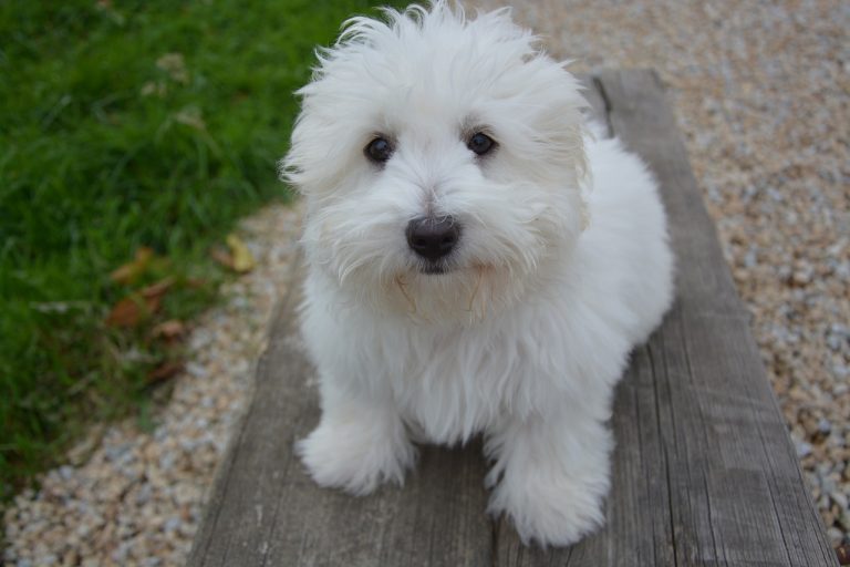 races de chien qui aiment les inconnus