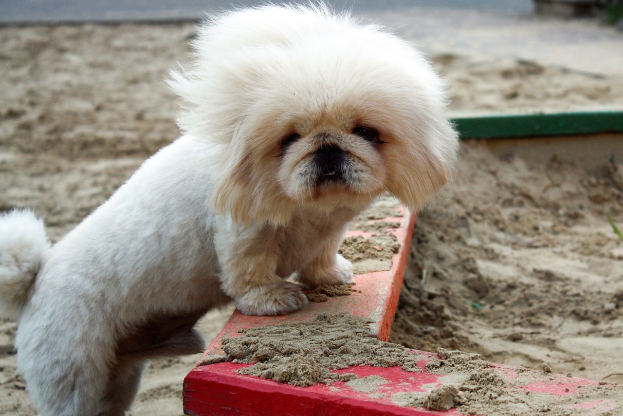 races de chien aiment pas les inconnus