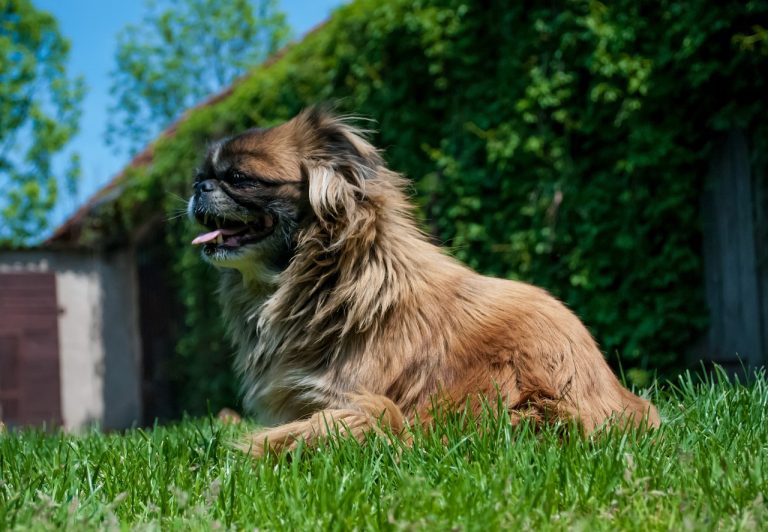 4 races de chien qui n’aiment pas les bains