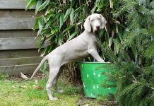 races de chien les plus attachantes