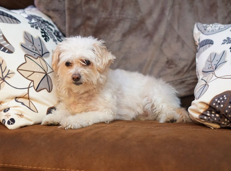 4 races de chien qui sont les plus casanières