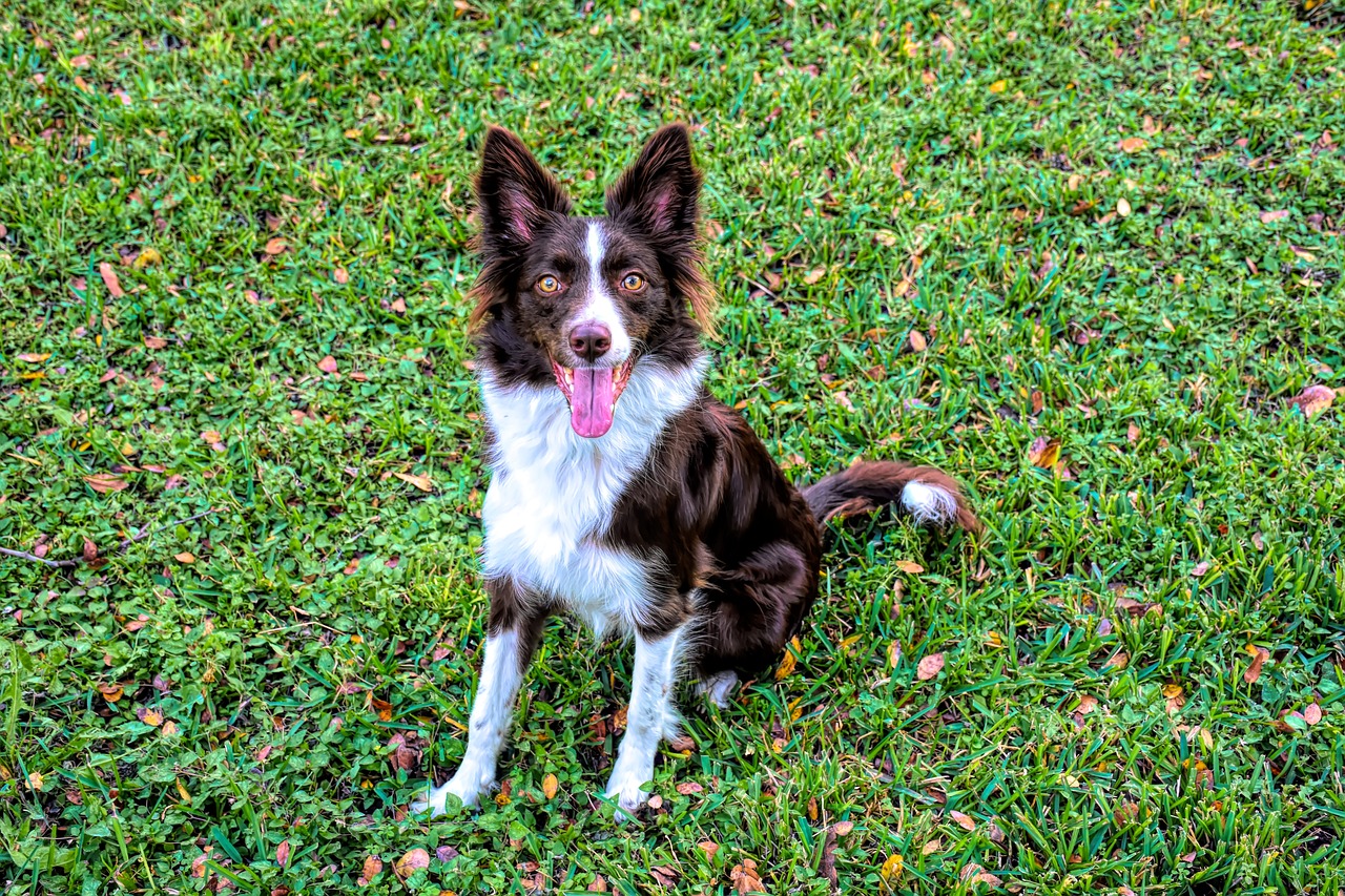 races de chien les plus disciplinées