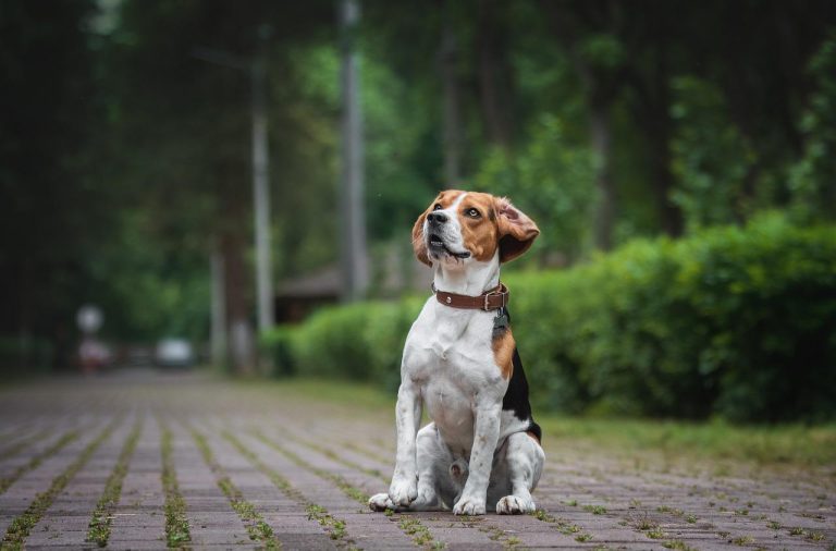 races de chien plus dociles