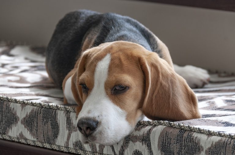 4 races de chien que vous pourrez emmener au travail