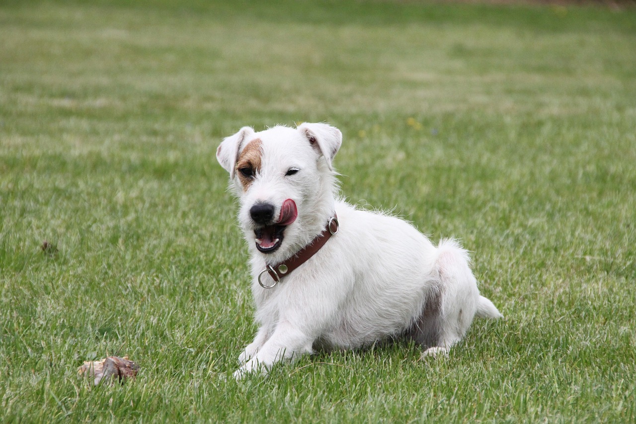 races de chien plus agaçantes