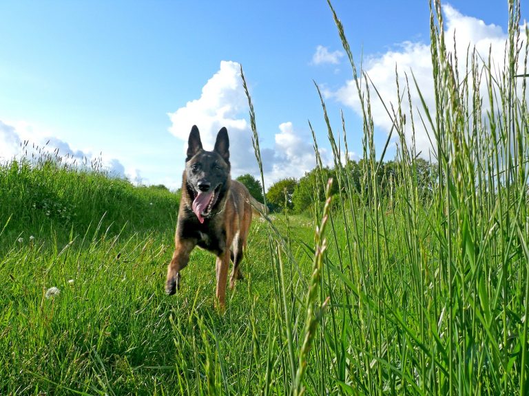 4 races de chien qui savent grimper aux arbres 