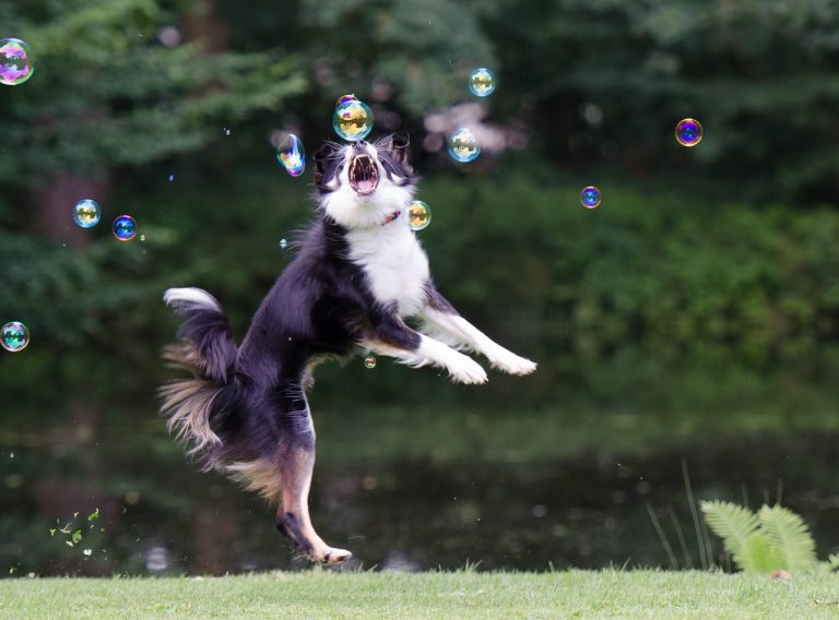 4 races de chien qui sont hyperactives