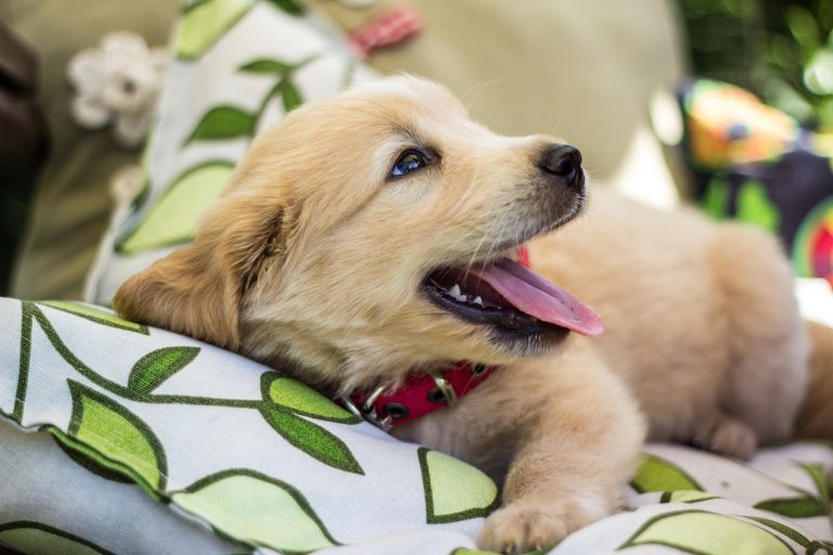 races de chien idéales si vous vous sentez seul 