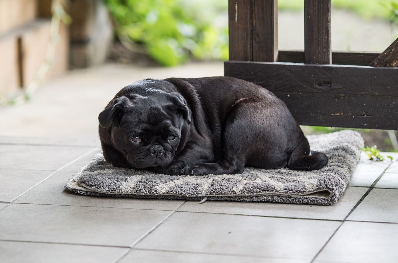 races de chien idéales si vous êtes en télétravail