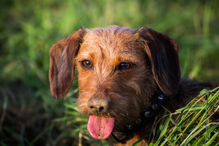 4 races de chien qui sont les plus indisciplinées
