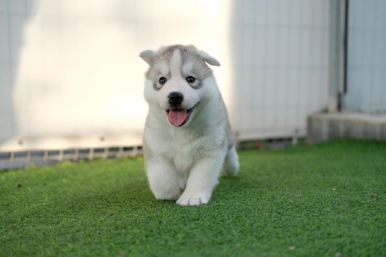 Voici 9 races de chien qui peuvent être invivables