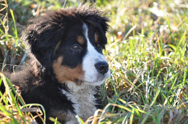 4 races de chien qui ne vous laissent jamais tranquille