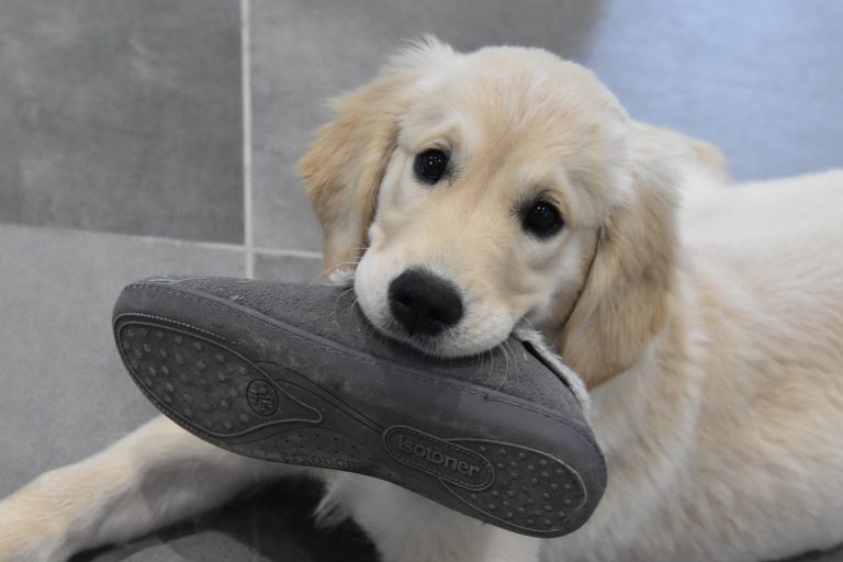 4 races de chien qui vont manger vos chaussures