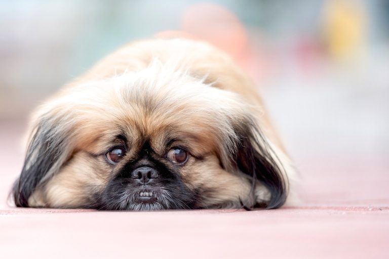 4 races de chien qui vont mettre vos nerfs à l’épreuve