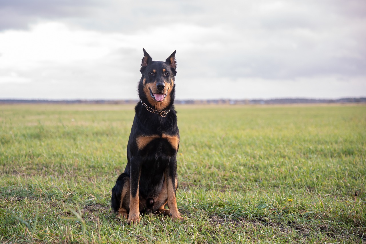 races de chien pas peur des loups